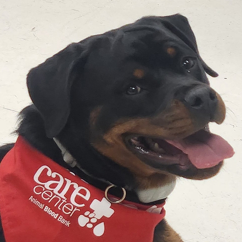 Falafel has been a donor since 2022 . She loves parkour and warm hugs.