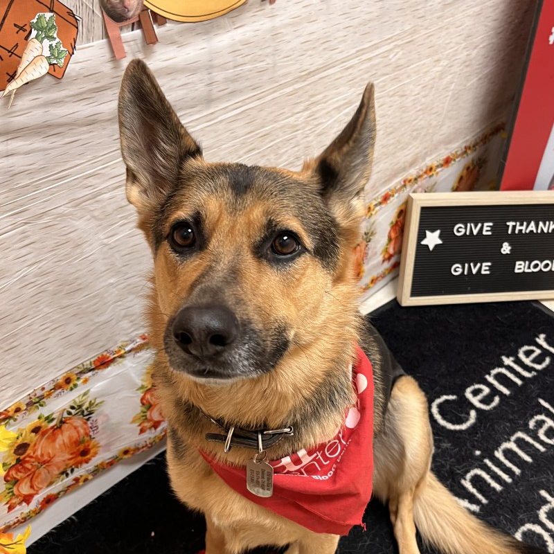 Guinevere has been a donor since 2021. She is very smart and would do the donation herself if we let her.