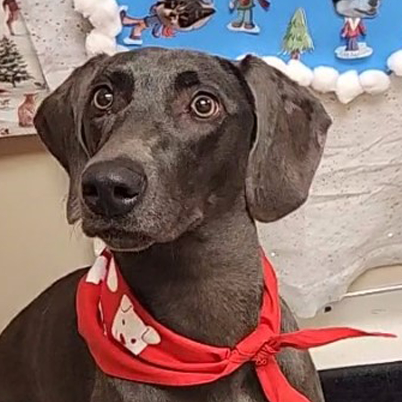 Roxanne has been a donor since 2023. She loves a good breakfast Danish.